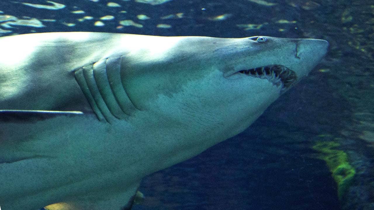 shark week